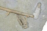 Fossil Crinoids and Horn Coral - Crawfordsville, Indiana #296788-3